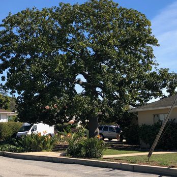 Peterson's Tree Care - Tree Services Near Me - Santa Barbara, California Peterson's Tree Care - Tree Services Near Me - Santa Barbara, California