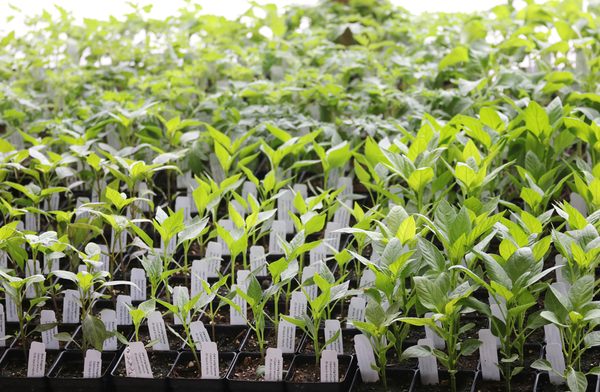 Seed Savers Exchange by null