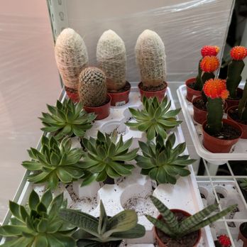 Home Depot - Cactuses - Building Supplies Near Me - Pickering, Ontario