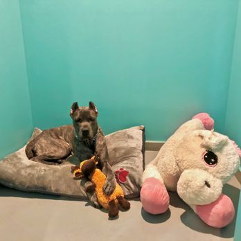 Royal Paws - Medium Room - Pet Groomers Near Me - Babylon, New York Royal Paws - Medium Room - Pet Groomers Near Me - Babylon, New York