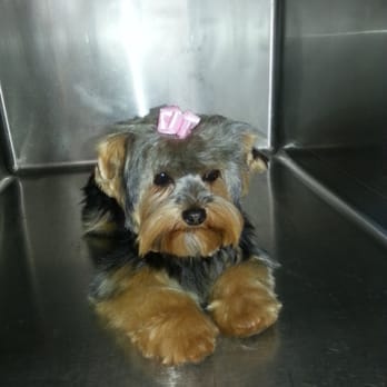 Doggie Styles - This is Lily after her bath! - Pet Groomers Near Me - Glendora, California