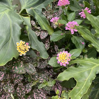Denver Botanic Gardens - Flowers - Botanical Gardens Near Me - Denver, Colorado