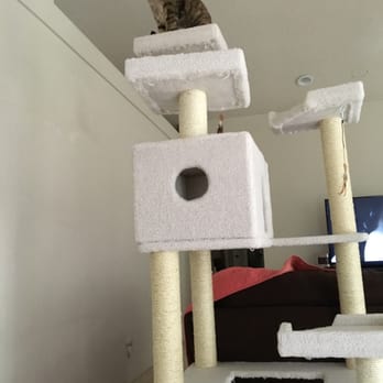 Petco - Isabella happy on her new roost. - Pet Stores Near Me - Pearl City, Hawaii