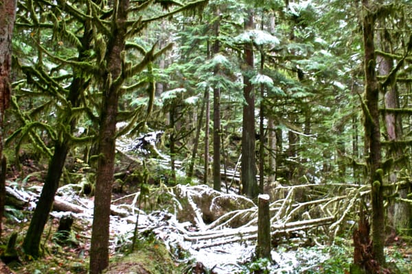 Hoh River Trailhead by null