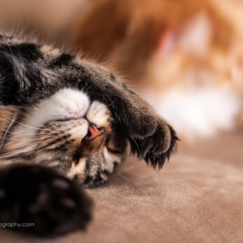 Allison Baerin Photography - Pet Photography Near Me Allison Baerin Photography - Pet Photography Near Me