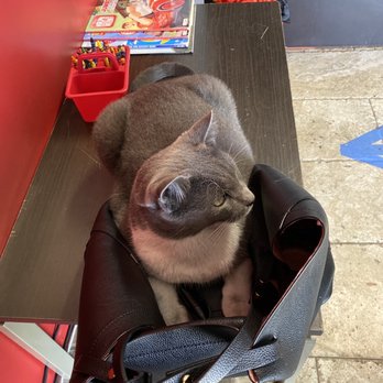 ME Automotive Repair - Buda - Kitty cat - Auto Repair Near Me - Buda, Texas ME Automotive Repair - Buda - Kitty cat - Auto Repair Near Me - Buda, Texas