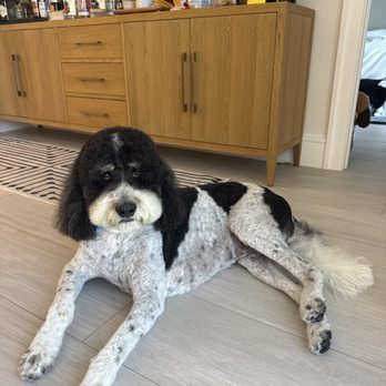 Pawfections - Handsome boy - Pet Groomers Near Me - Coconut Creek, Florida Pawfections - Handsome boy - Pet Groomers Near Me - Coconut Creek, Florida