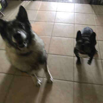 Yappi Days Pet Sitting - Amigo and a new pal - Dog Walkers Near Me Yappi Days Pet Sitting - Amigo and a new pal - Dog Walkers Near Me