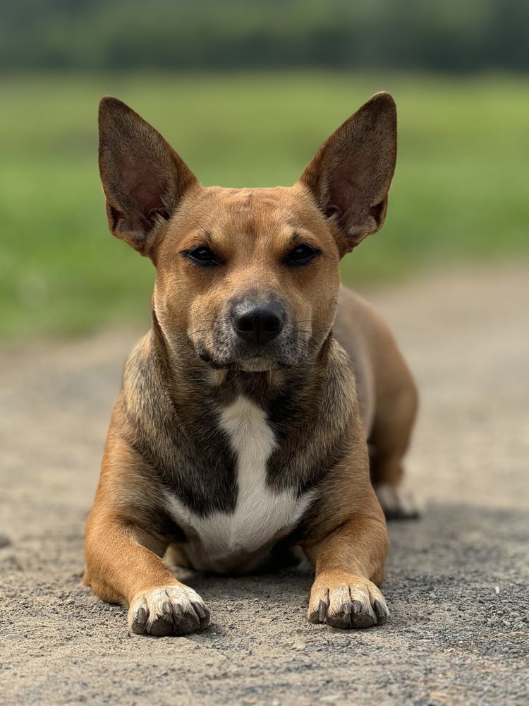 Ruckus Performance Equine - equestrian in Springfield, TN