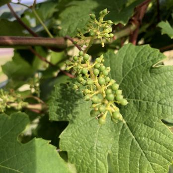 Bully Hill Vineyards - Baby grapes end of June - Wineries Near Me - Hammondsport, New York Bully Hill Vineyards - Baby grapes end of June - Wineries Near Me - Hammondsport, New York