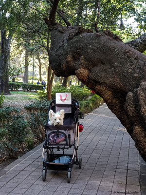 Parque Lincoln by null