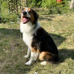 Animal House Pet Grooming