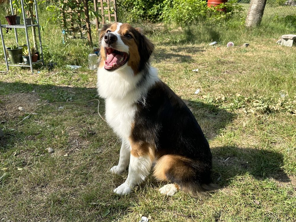 ANIMAL HOUSE PET GROOMING Updated October 2024 15 Photos 905