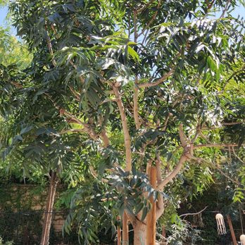 Moon Valley Nurseries - Red Push Pistache tree. - Tree Services Near Me - Irvine, California Moon Valley Nurseries - Red Push Pistache tree. - Tree Services Near Me - Irvine, California