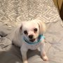 Photo of Paws on first