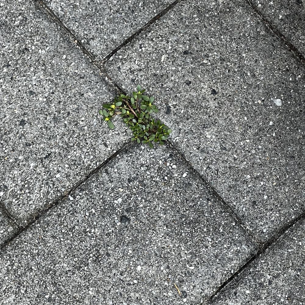 Jager Landscaping - I have to pull out the grass in the cracks myself - Landscaping Near Me - Oakland, New Jersey Jager Landscaping - I have to pull out the grass in the cracks myself - Landscaping Near Me - Oakland, New Jersey