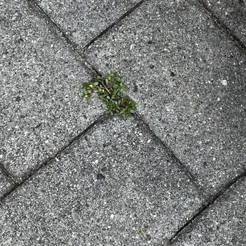 Jager Landscaping - I have to pull out the grass in the cracks myself - Landscaping Near Me - Oakland, New Jersey Jager Landscaping - I have to pull out the grass in the cracks myself - Landscaping Near Me - Oakland, New Jersey