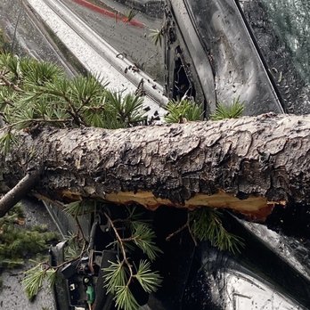 Husteads Auto Body - Damage from tree - Body Shops Near Me - Concord, California