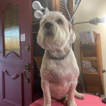 Smitten Kitten Mobile Cat Grooming - Kevin is an 11 year old Bichon Terrier cross - Pet Groomers Near Me Smitten Kitten Mobile Cat Grooming - Kevin is an 11 year old Bichon Terrier cross - Pet Groomers Near Me