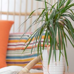 Hill and Valley Design - A place to contemplate in a vibrant home office space