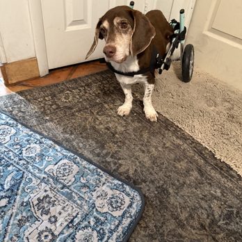 Holistic Pet Physical Therapy - learning to walk again - Holistic Animal Care Near Me Holistic Pet Physical Therapy - learning to walk again - Holistic Animal Care Near Me