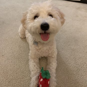 Puppy & I - After!! (Puppy and i) - Pet Groomers Near Me - Los Angeles, California