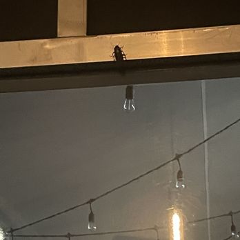 SoleLuna Restaurant - Big Cockroach on the window - Cafes Near Me - Sunnyside, New York