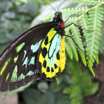 Reiman Gardens - Reiman Garden's Butterfly House - Botanical Gardens Near Me - Ames, Iowa Reiman Gardens - Reiman Garden's Butterfly House - Botanical Gardens Near Me - Ames, Iowa