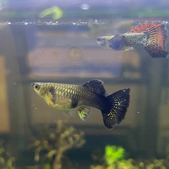 Fishtery LFS - Guppy Fish - Local Fish Stores Near Me - Mineral, Virginia