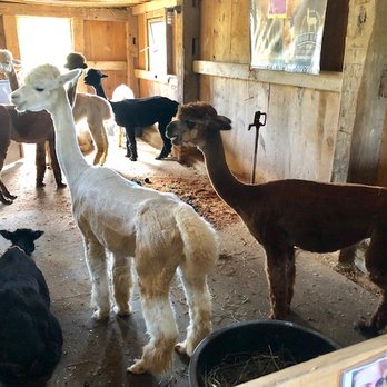 Island Alpaca - Feeding Time - Knitting Supplies Near Me - Oak Bluffs, Massachusetts
