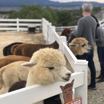 The Alpaca Hacienda - The lower pen - Attraction Farms Near Me - Temecula, California
