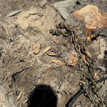 Bella Landscape - Tree Stump Removal - Lawn Services Near Me Bella Landscape - Tree Stump Removal - Lawn Services Near Me