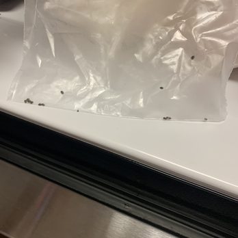 Elm Hollow - Carpet beetles I pulled off the wall as well as bed bug and carpet beetle larvae. - Apartments Near Me - Helotes, Texas