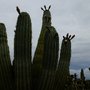 Photo of Botanicactus