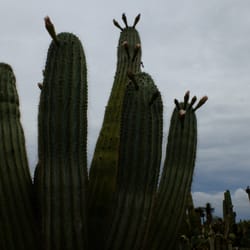 Botanicactus - Kakteen mit Blüten