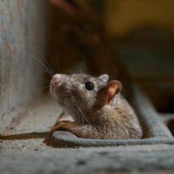 1st Choice Pest Control