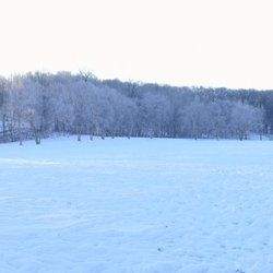 Lone Lake Park - Frosted trees