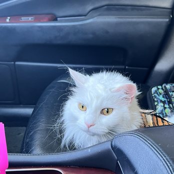 Gully Animal Hospital - That face when you're on your way to the vet - Veterinarians Near Me - Arlington, Texas Gully Animal Hospital - That face when you're on your way to the vet - Veterinarians Near Me - Arlington, Texas