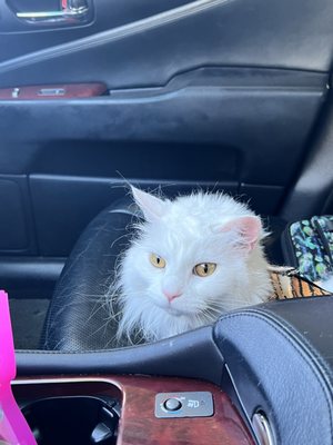 Gully Animal Hospital