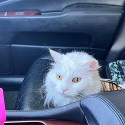 Gully Animal Hospital - That face when you're on your way to the vet
