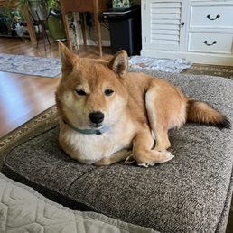Yoshi prior to his injuries.