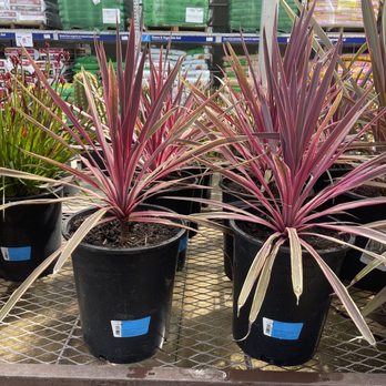 Lowe's Home Improvement - Vibrant colors on these Hawaiian Ti Cordyline - Hardware Stores Near Me - Modesto, California