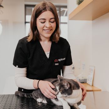 Sploot Veterinary Care - Highlands Ranch - Veterinarians Near Me - Highlands Ranch, Colorado Sploot Veterinary Care - Highlands Ranch - Veterinarians Near Me - Highlands Ranch, Colorado