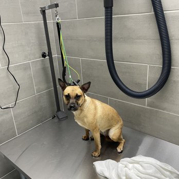 Petbar - Pet Groomers Near Me - Houston, Texas Petbar - Pet Groomers Near Me - Houston, Texas