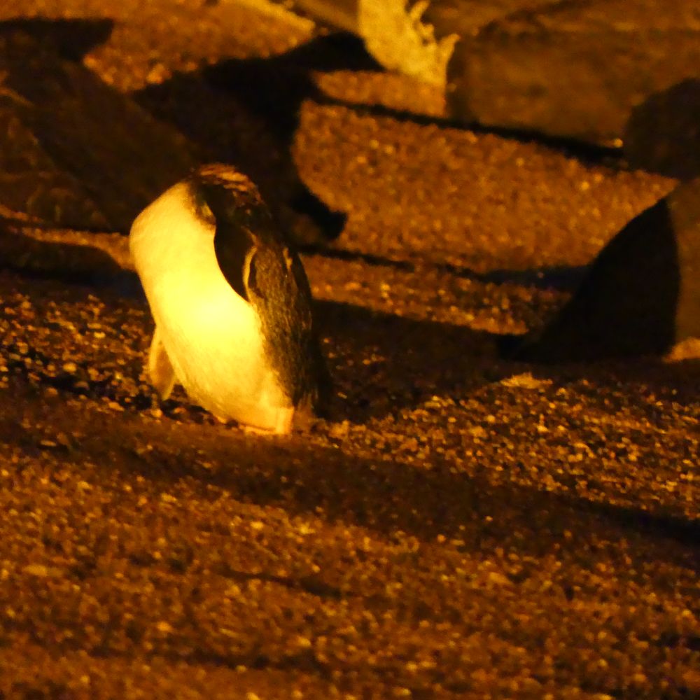 Low Head Penguin Tours - Travel Services Near Me - George Town, TAS