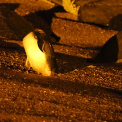 Low Head Penguin Tours