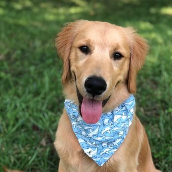 Uber Dog Training - Dog - Pet Training Near Me