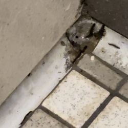 LA Fitness - I'm about to shower and there are WORMS in some of the stalls! The black little lines are worms, DISGUSTING!