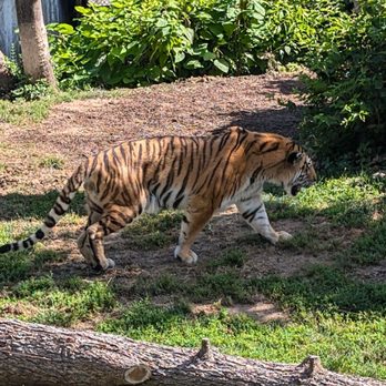Saint Louis Zoo - Tiger enclosure - Zoos Near Me - St Louis, Missouri