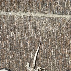 The Golf Club at Terra Lago - Lizard attack